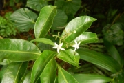 <strong>Psychotria nacdado - Birnbaum Philippe - 1430</strong><br />© Gâteblé Gildas